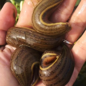 维多利亚老品牌vic成苗