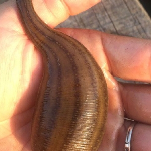 维多利亚老品牌vic成苗