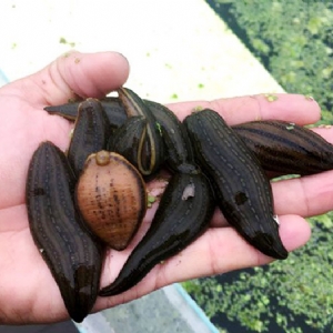 维多利亚老品牌vic成苗