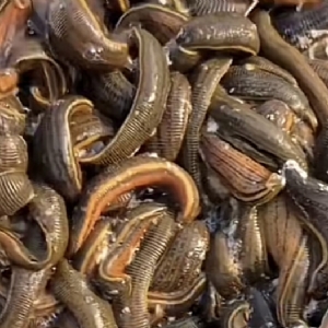 维多利亚老品牌vic成苗