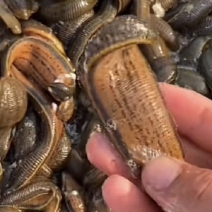 维多利亚老品牌vic成苗