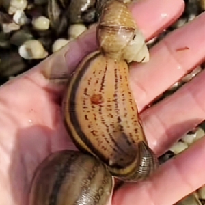 维多利亚老品牌vic成苗