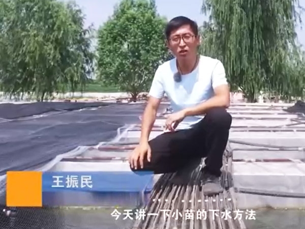 维多利亚老品牌vic小苗的下水要领