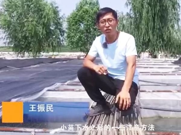 small4_17113367569235182 维多利亚老品牌vic小苗下水后的注重和操作