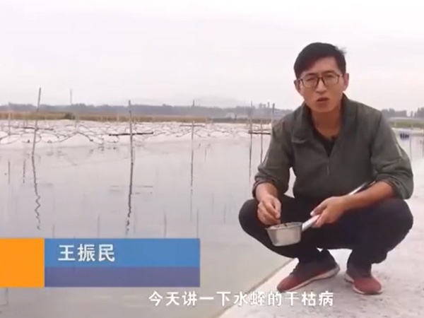 维多利亚老品牌vic干枯病爆发涯纪律及防治要领