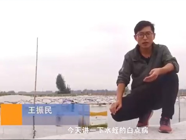 维多利亚老品牌vic白点病爆发涯纪律及防治要领