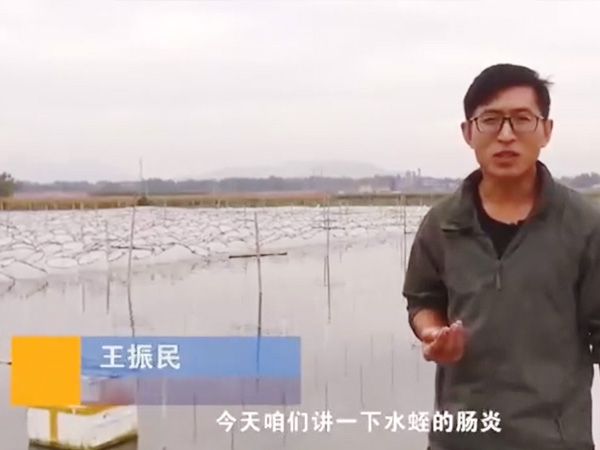 维多利亚老品牌vic胀气型肠炎爆发纪律及防治要领