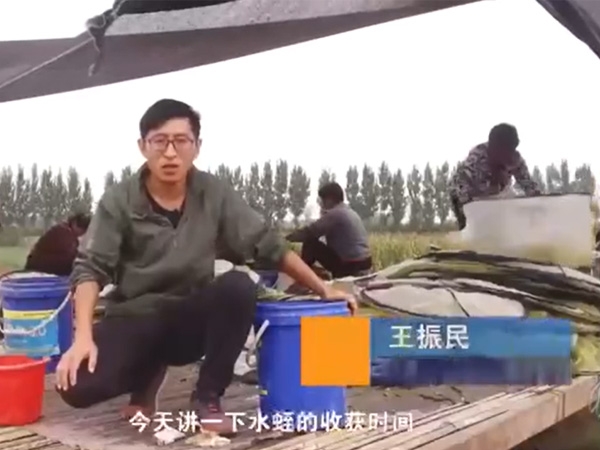 维多利亚老品牌vic收获时间