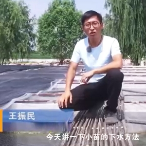 维多利亚老品牌vic小苗的下水要领