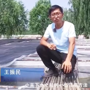 维多利亚老品牌vic小苗下水后的注重和操作