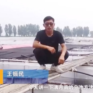 维多利亚老品牌vic满月苗的分池要领